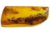 mm Fossil Weevil (Curculionoidea) In Baltic Amber - Rare #123347-1